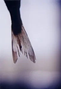 tail