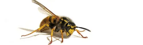buzz